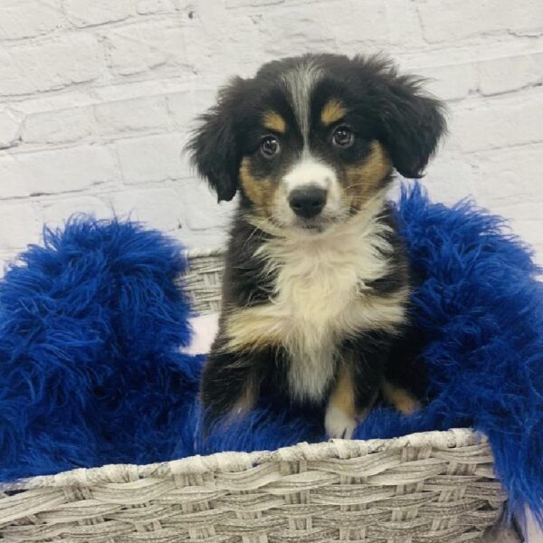 Miniature Australian Shepherd-DOG-Male-Black White and Brown-6038-Petland Monroeville, PA