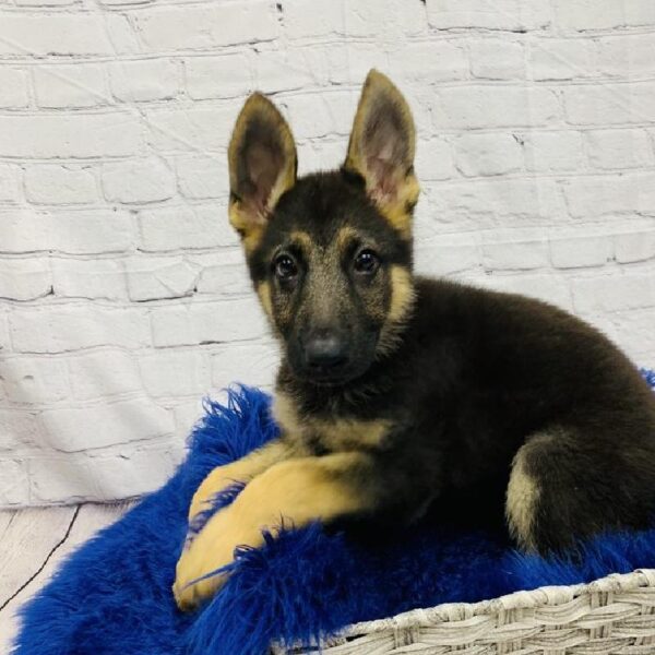German Shepherd-DOG-Female-Black and Tan-6037-Petland Monroeville, PA