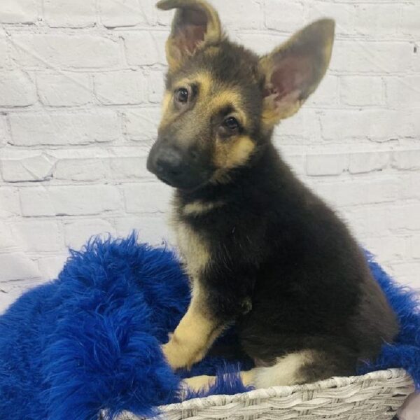 German Shepherd-DOG-Male-Black and Tan-6036-Petland Monroeville, PA