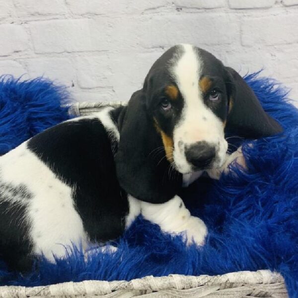 Basset Hound-DOG-Male-Black White and Tan-6035-Petland Monroeville, PA