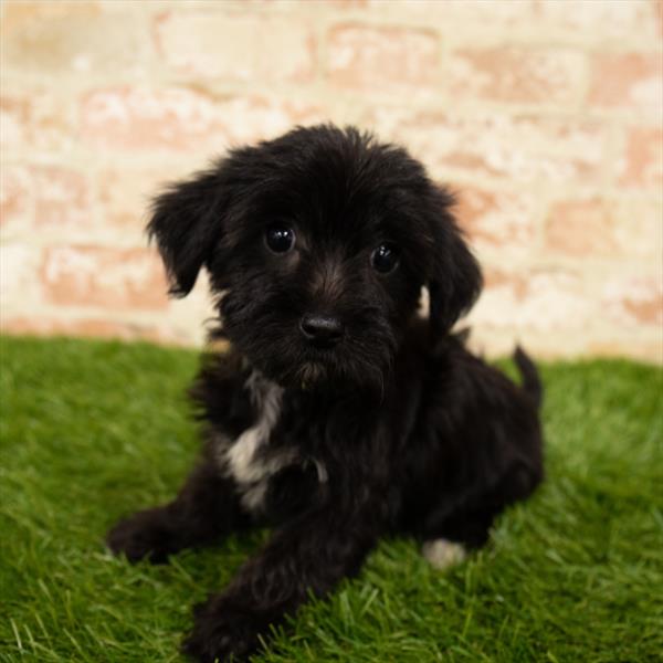 Yorkie-Poo-DOG-Female-Black-6041-Petland Monroeville, PA