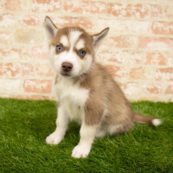 Siberian Husky-DOG-Female-Red / White-6042-Petland Monroeville, PA