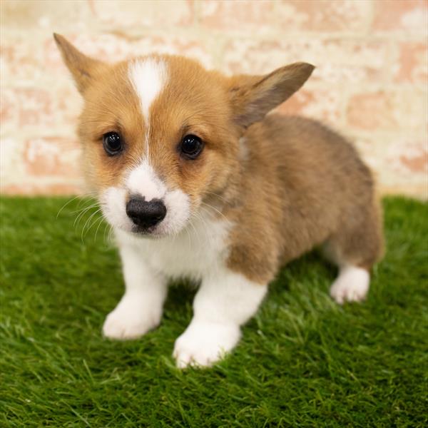 Pembroke Welsh Corgi-DOG-Male-Sable / White-6043-Petland Monroeville, PA