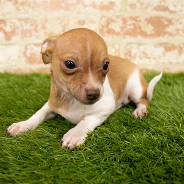 Chiweenie-DOG-Male-Red-6044-Petland Monroeville, PA
