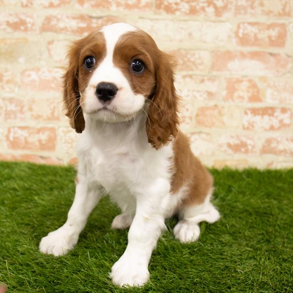 Cavalier King Charles Spaniel-DOG-Female-Blenheim-6046-Petland Monroeville, PA