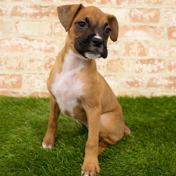 Boxer-DOG-Female-Fawn-6047-Petland Monroeville, PA