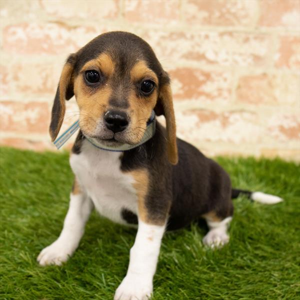 Beagle-DOG-Female-Black White / Tan-6049-Petland Monroeville, PA