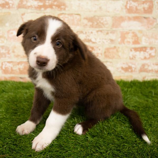 Border Collie-DOG-Female-Red / White-6050-Petland Monroeville, PA