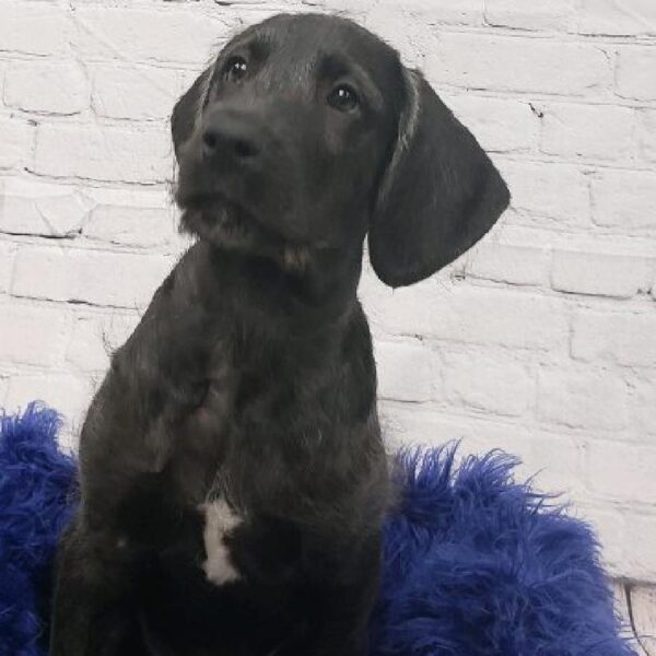 Dane-Doodle-DOG-Male-Black-6051-Petland Monroeville, PA