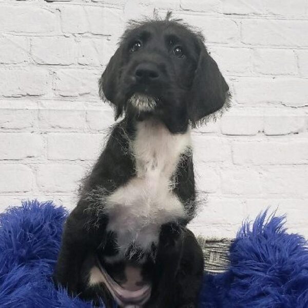 Dane-Doodle-DOG-Female-Black & White-6052-Petland Monroeville, PA