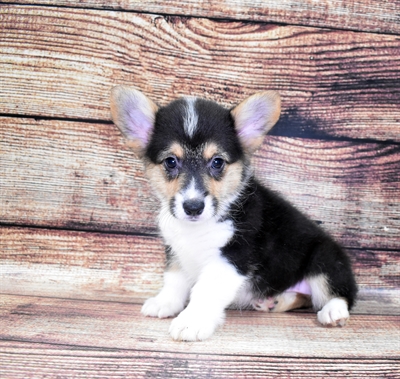 Pembroke Welsh Corgi-DOG-Female-Black and Tan-6072-Petland Monroeville, PA