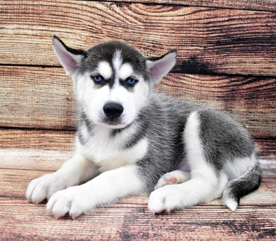 Siberian Husky-DOG-Male-Black and White-6073-Petland Monroeville, PA