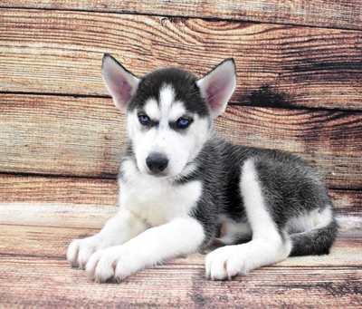 Siberian Husky-DOG-Female-Black and White-6074-Petland Monroeville, PA