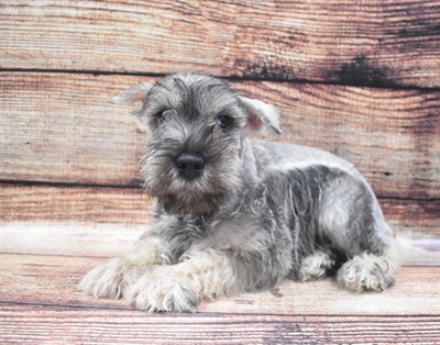 Mini Schnauzer-DOG-Male-Salt and Pepper-6075-Petland Monroeville, PA