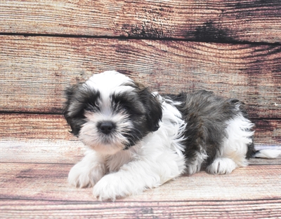 Shih Tzu-DOG-Female-Black Gold and White-6076-Petland Monroeville, PA