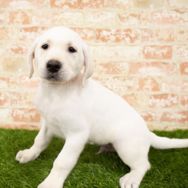 Labrador Retriever-DOG-Male-Yellow-6078-Petland Monroeville, PA