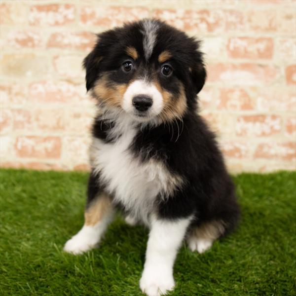 Miniature American Shepherd-DOG-Female-Black-6079-Petland Monroeville, PA