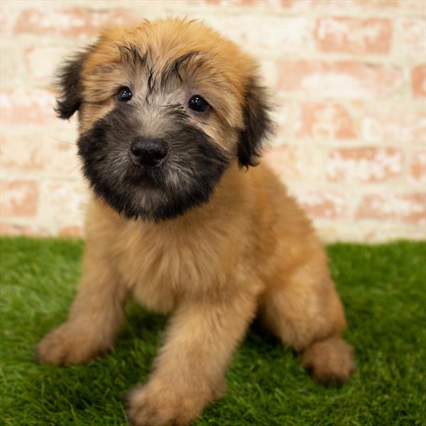 Soft Coated Wheaten Terrier-DOG-Female-Wheaten-6080-Petland Monroeville, PA