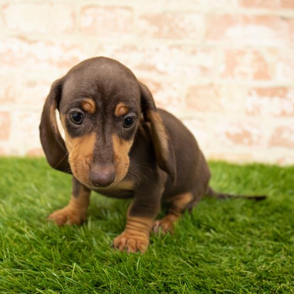 Dachshund-DOG-Male-Chocolate / Tan-6081-Petland Monroeville, PA