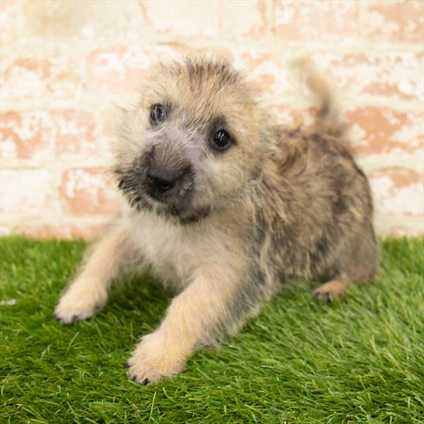 Cairn Terrier-DOG-Male-Wheaten-6082-Petland Monroeville, PA