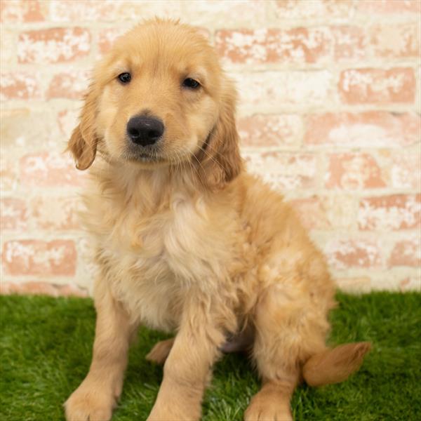 Golden Retriever-DOG-Male-Golden-6083-Petland Monroeville, PA