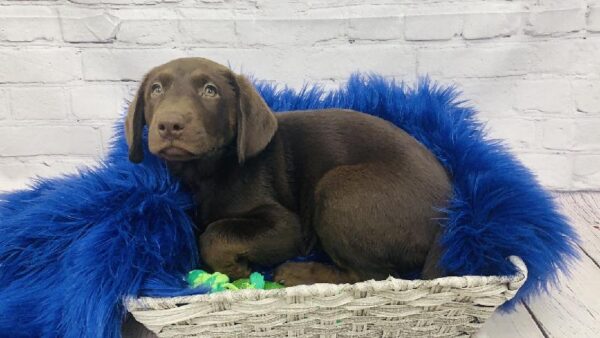 Labrador Retriever-DOG-Female-Chocolate-6101-Petland Monroeville, PA