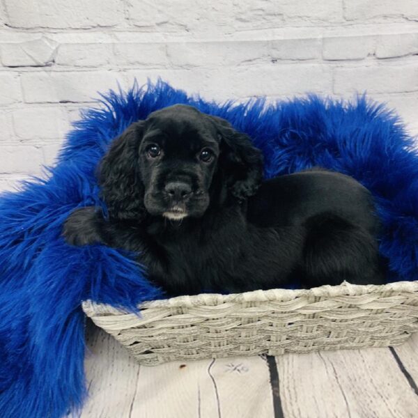 Cocker Spaniel-DOG-Female-Black-6098-Petland Monroeville, PA