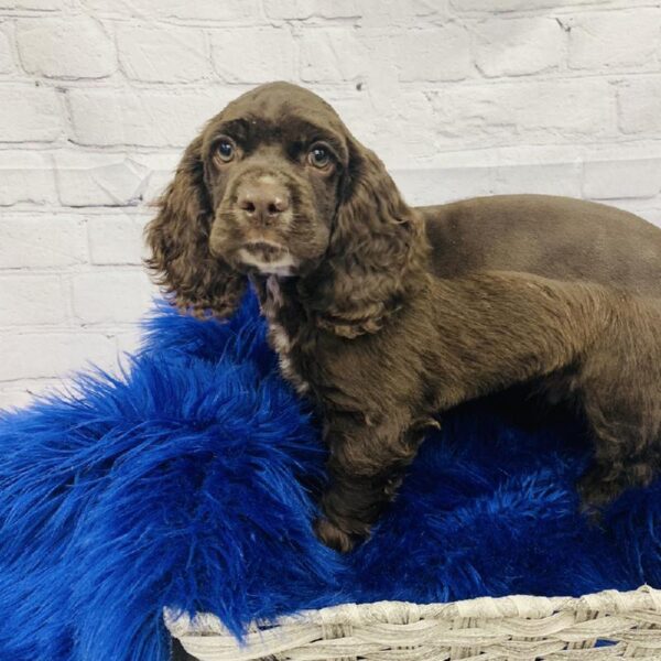 Cocker Spaniel-DOG-Male-Brown-6097-Petland Monroeville, PA