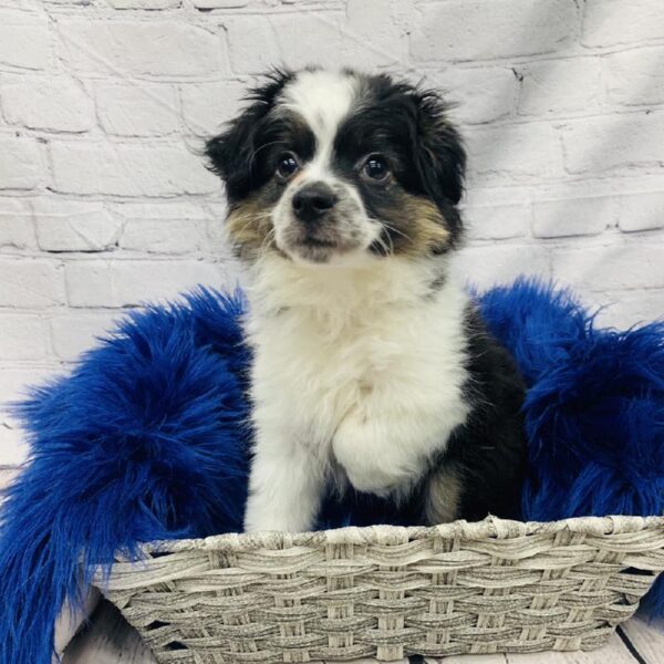 Miniature American Shepherd-DOG-Male-Black-6103-Petland Monroeville, PA