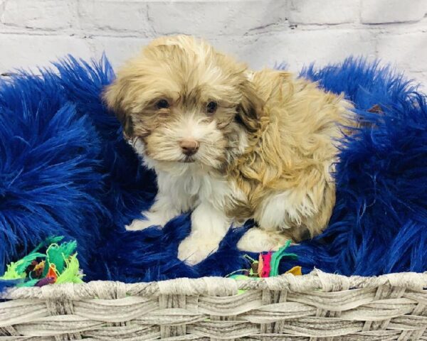 Havanese-DOG-Male-Gold-6099-Petland Monroeville, PA