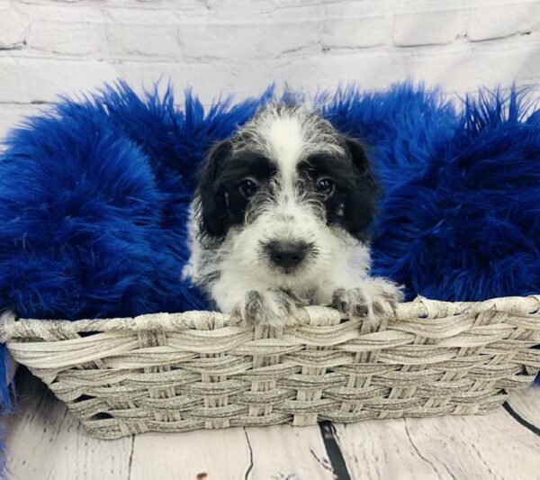 Yorkie-Poo-DOG-Male-Black and White-6100-Petland Monroeville, PA