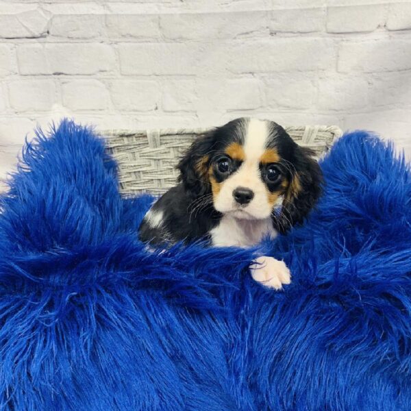 Cavalier King Charles Spaniel-DOG-Male-Tri Color-6102-Petland Monroeville, PA