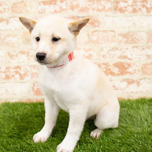 Shiba Inu-DOG-Male-Cream-6105-Petland Monroeville, PA