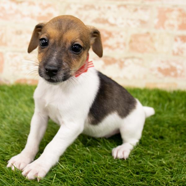 Jack Russell Terrier-DOG-Female-White-6106-Petland Monroeville, PA