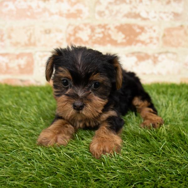 Yorkie-DOG-Female-Black / Tan-6107-Petland Monroeville, PA