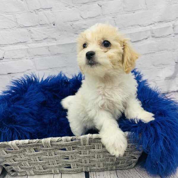 Bichon- Poo-DOG-Female-White and Apricot-6116-Petland Monroeville, PA