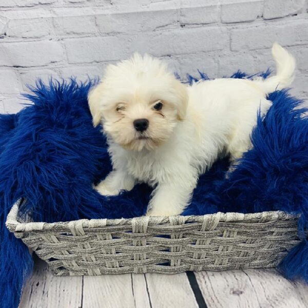 Shorkie-DOG-Male-White-6117-Petland Monroeville, PA