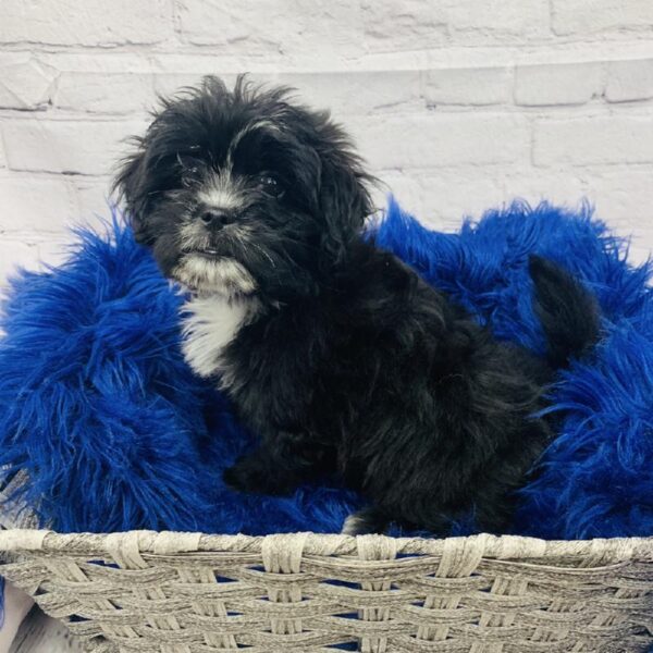 Shih-poo-DOG-Female-Black and White-6120-Petland Monroeville, PA
