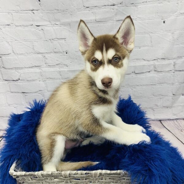 Siberian Husky-DOG-Male-Red and White-6121-Petland Monroeville, PA