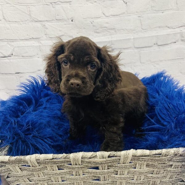 Cocker Spaniel-DOG-Male-Brown-6118-Petland Monroeville, PA