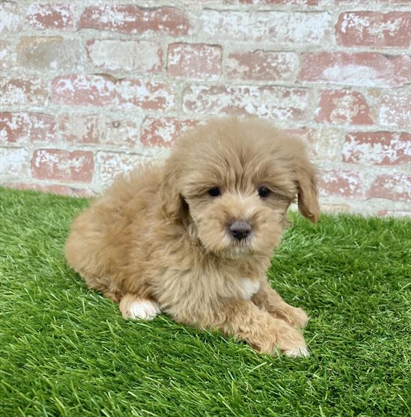 Teddy Bear-DOG-Male-Red-6129-Petland Monroeville, PA