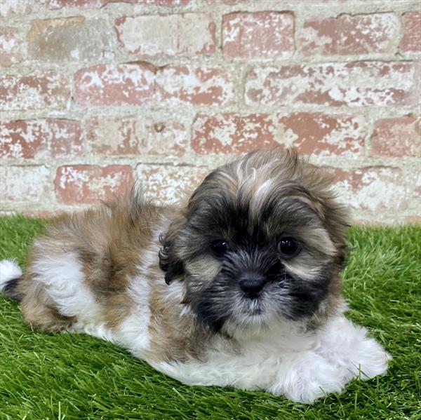 Shih Tzu-DOG-Female-Gold / White-6130-Petland Monroeville, PA
