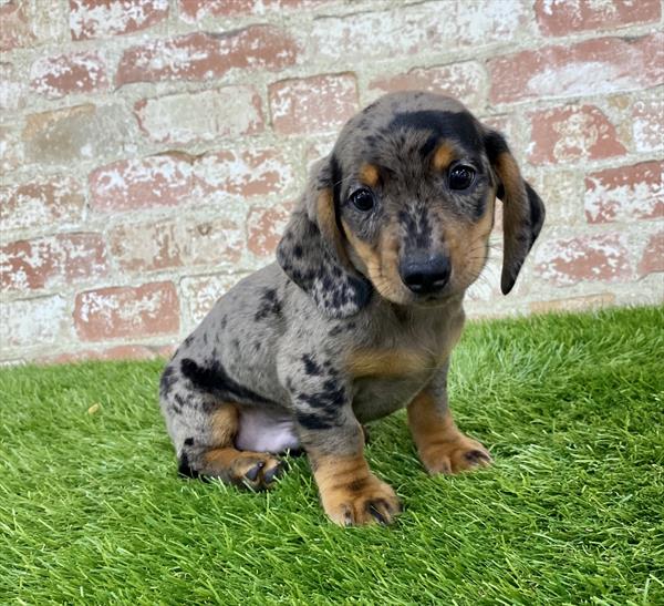 Dachshund-DOG-Male-Black / Tan-6131-Petland Monroeville, PA