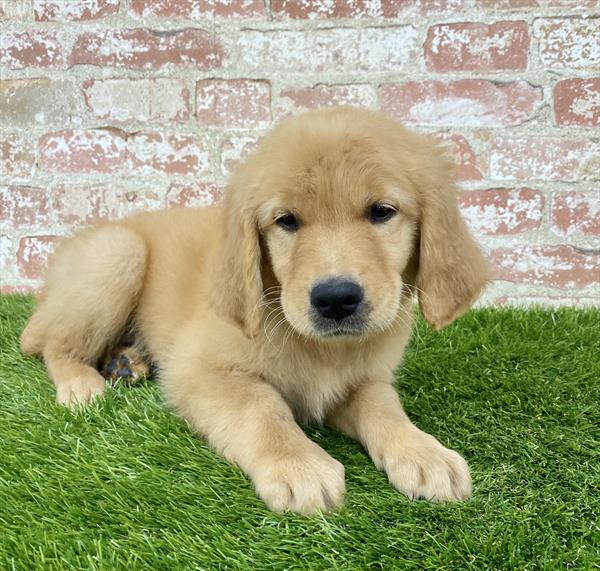 Golden Retriever-DOG-Male-Golden-6132-Petland Monroeville, PA