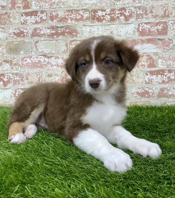 Australian Shepherd-DOG-Female-Red-6133-Petland Monroeville, PA