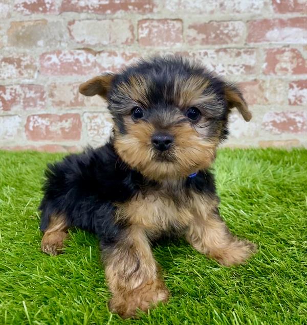 Yorkie-DOG-Male-Black / Tan-6134-Petland Monroeville, PA
