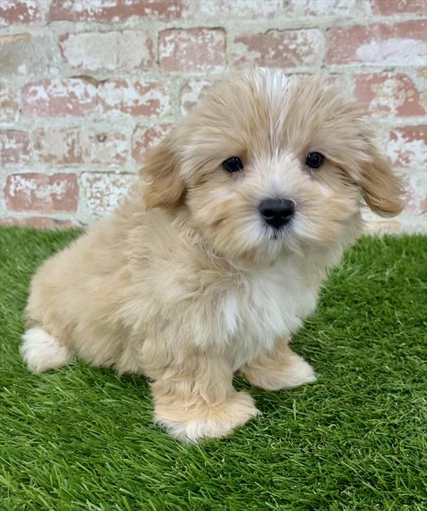 Morkie-DOG-Male-Gold-6135-Petland Monroeville, PA