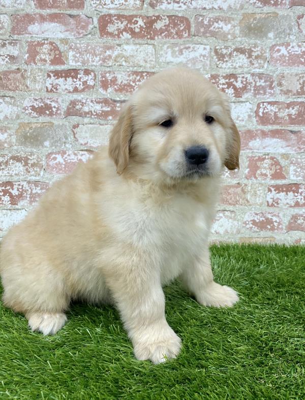 Golden Retriever-DOG-Female-Golden-6136-Petland Monroeville, PA