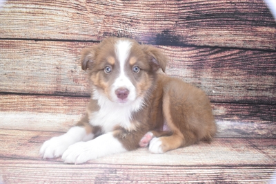 Australian Shepherd-DOG-Male-Red-6151-Petland Monroeville, PA
