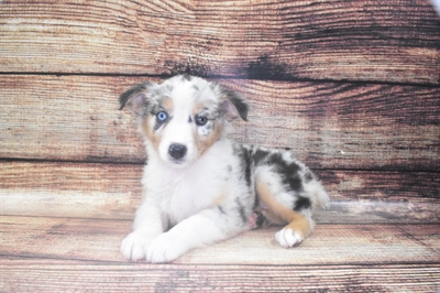 Australian Shepherd-DOG-Female-Blue Merle-6152-Petland Monroeville, PA